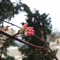 Viburnum x bodnantense 'Dawn'