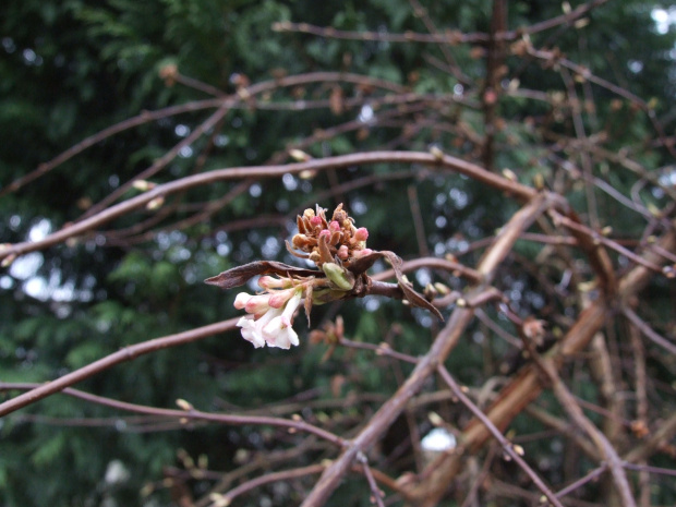 Viburnum fragrance