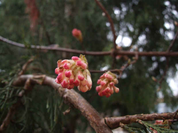 Viburnum x bodnantense 'Dawn'