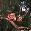 Viburnum x bodnantense 'Dawn'