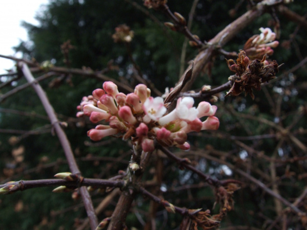 Viburnum fragrance