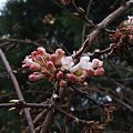 Viburnum fragrance