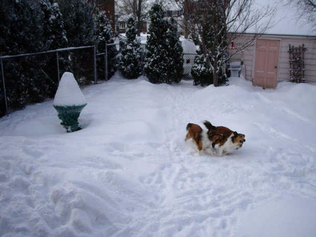 zima :) #zima #BozeNarodzenie2008 #Toronto #Canada