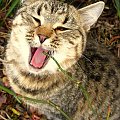 I tak właśnie Bura na mnie krzyczy #kot #koty #pupile