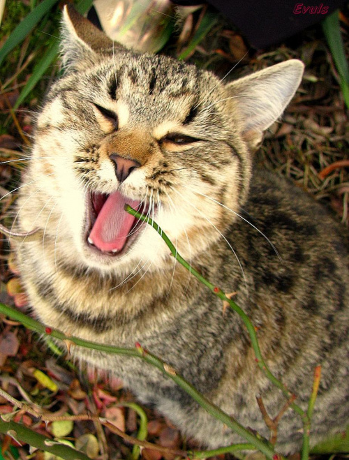 I tak właśnie Bura na mnie krzyczy #kot #koty #pupile