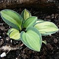 Hosta Holy Mouse Ears