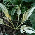 Hosta