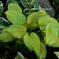 Hosta