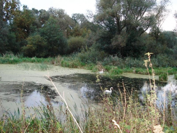 Łęgi Odrzańskie i okolice, 2008