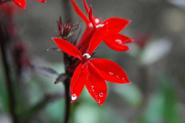 Lobelia lśniąca