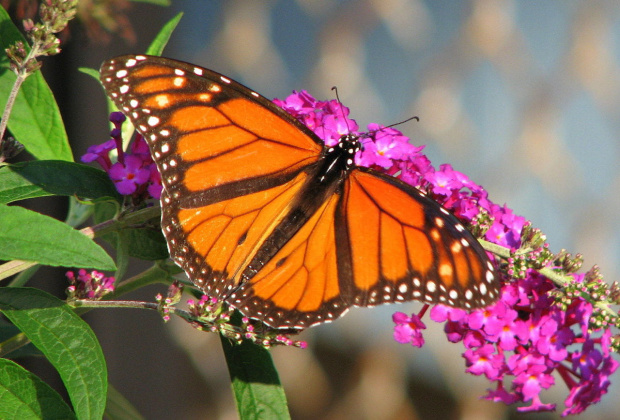 Motyl WEDRUJACY MONARCHA - Monarch (Danaus plexippus) na roslinie Budleja Dawida (Pink Delight) #motyle