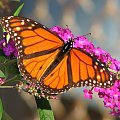 Motyl WEDRUJACY MONARCHA - Monarch (Danaus plexippus) na roslinie Budleja Dawida (Pink Delight) #motyle
