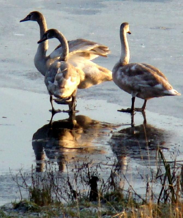 chodzą po wodzie ! #łabędzie #ptaki #zima
