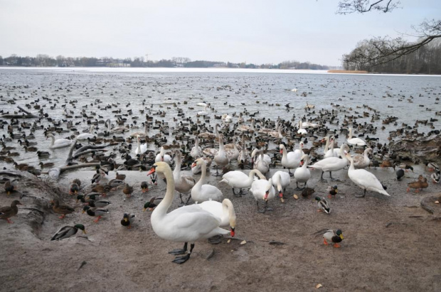 Jezioro w styczniowym mrozie