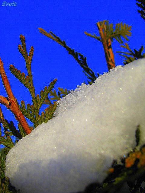 #ogród #śnieg #zima