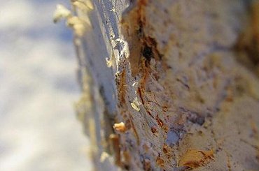 kora brzozy #kora #brzoza #drzewa