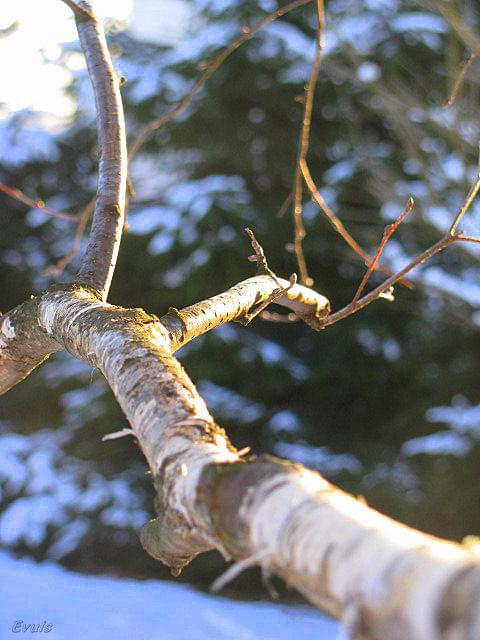 #ogród #słońce #śnieg #zima #drzewa #brzoza