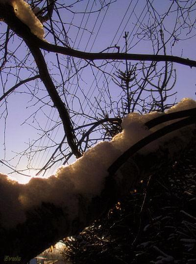 #ogród #słońce #śnieg #zima #drzewa