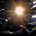 #ogród #słońce #śnieg #zima