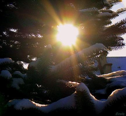 #ogród #słońce #śnieg #zima