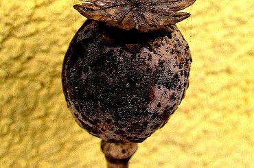 makóweczka #mak #makówka #ogrody #ogród #rośliny