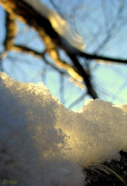 #ogród #słońce #śnieg #zima #drzewa