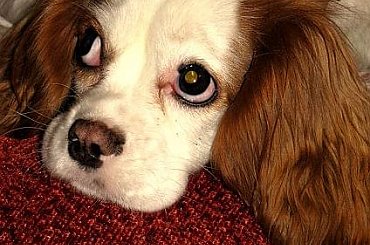 Werusia - koleżanka mojego Barusia #psy #pieski #pupile