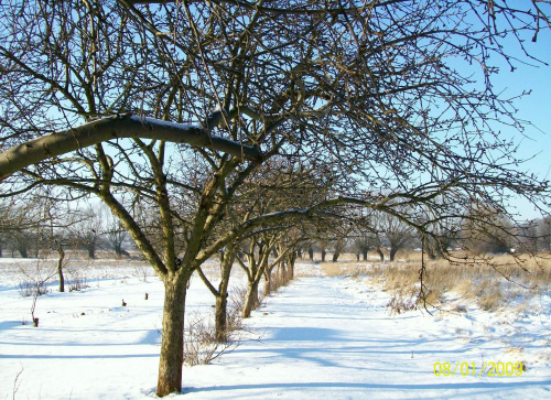 Mój ogród zimą