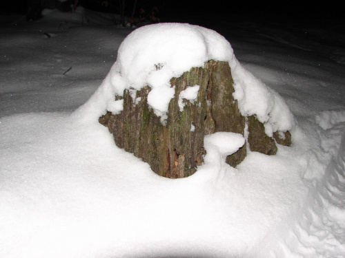 Stary korzeń po śniegiem.