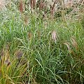 Miscanthus 'New Hybrid'