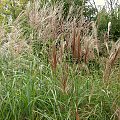 Miscanthus 'New Hybrid'