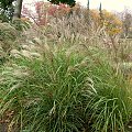 Miscanthus 'New Hybrid'