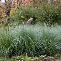 Cortaderia seolana - 2008 różanka