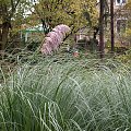 Cortaderia seolana - 2008 różanka