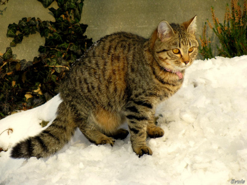 zimno w łapki #kot #koty #zima #śnieg #pupile