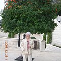 Hajfa- owocujące drzewo pomarańczy