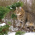 Bura na gałęzi #kot #koty #drzewa #pupile #zima