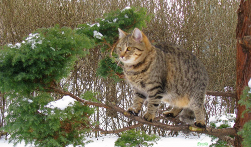 Bura na gałęzi #kot #koty #drzewa #pupile #zima