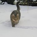 Bieg po śniegu #kot #koty #zima #pupile #śnieg