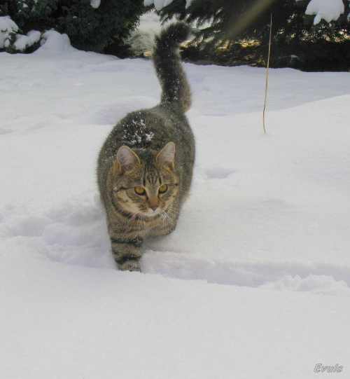 Bieg po śniegu #kot #koty #zima #pupile #śnieg