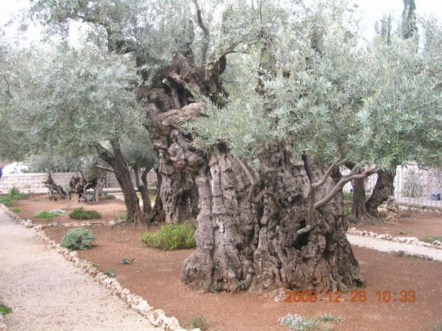 Wszędzie rosną drzewa oliwne