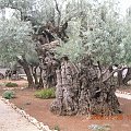 Wszędzie rosną drzewa oliwne