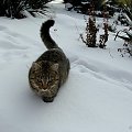 spacer po śniegu - ale głęboko #kot #koty #pupile #zima #śnieg