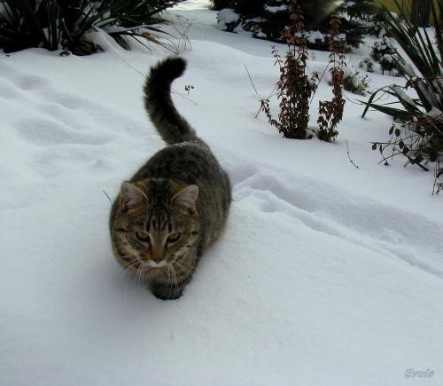 spacer po śniegu - ale głęboko #kot #koty #pupile #zima #śnieg