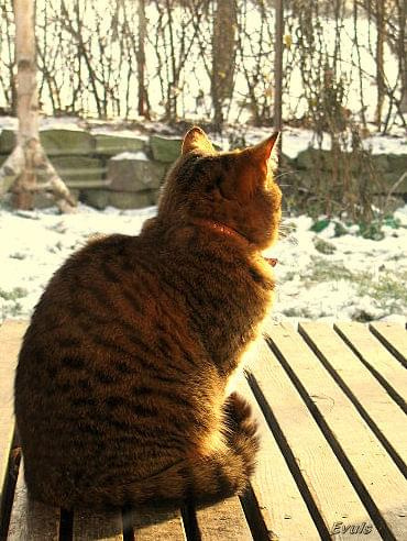 Bura na tarasie o poranku #kot #koty #WschódSłońca #pupile