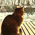 Bura na tarasie o poranku #kot #koty #WschódSłońca #pupile