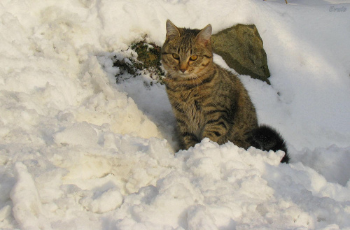 Zimowa Bura #kot #koty #zima #pupile #śnieg