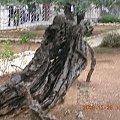 Góra Syjon-najstarsze drzewo oliwne