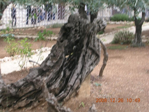 Góra Syjon-najstarsze drzewo oliwne