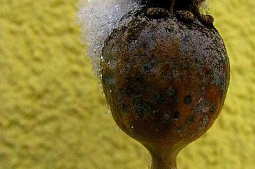 Makóweczka z zimową czpeczką #mak #zima #makówka